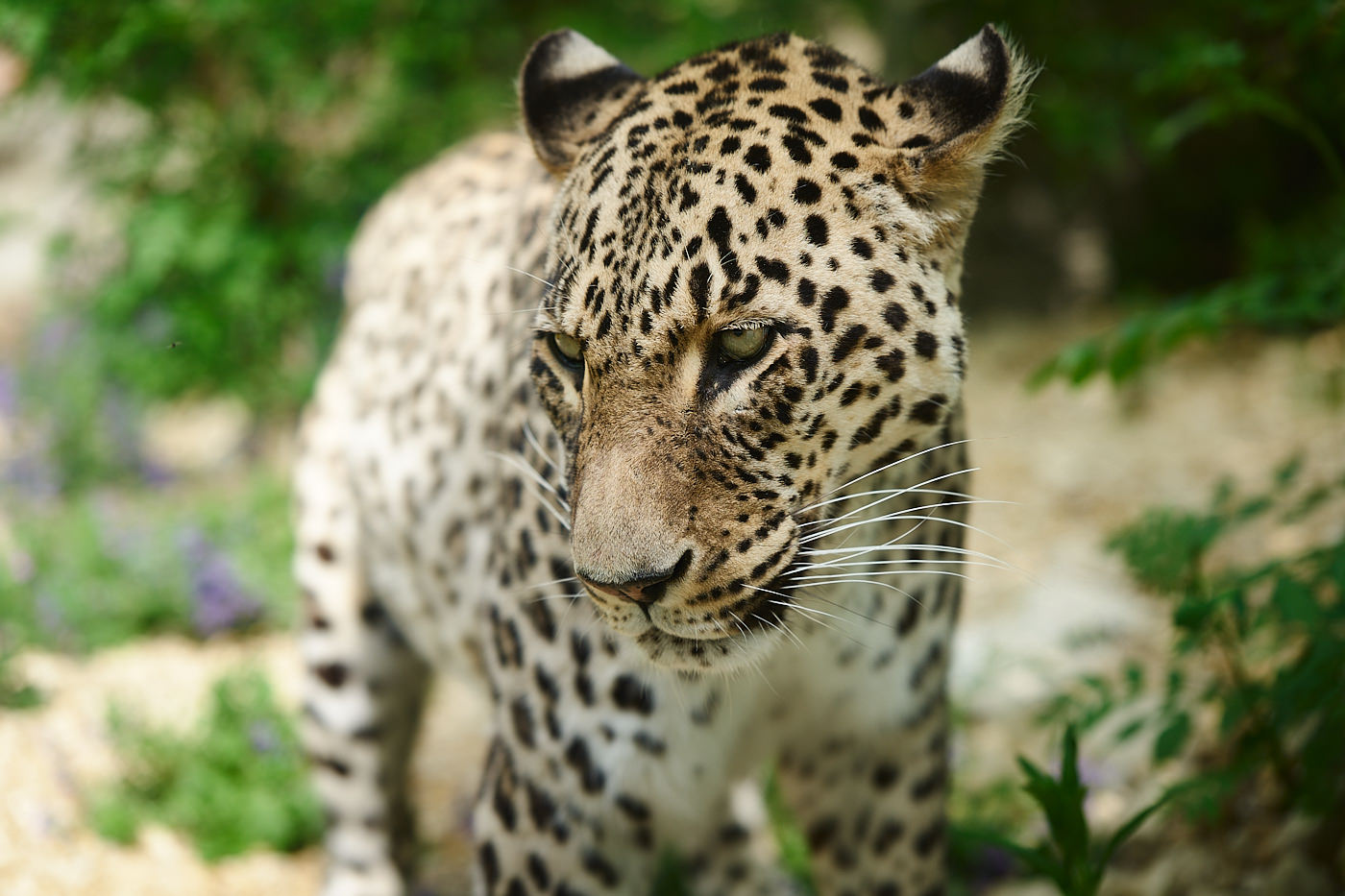 Spannende Zoofotogafie in Zürich: 12.03.2025