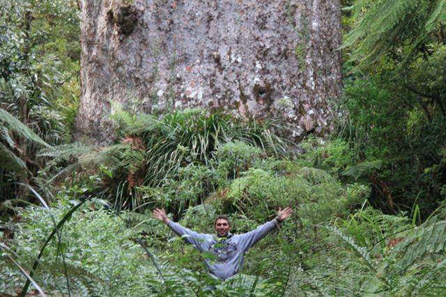 Der grösste Kauri Baum