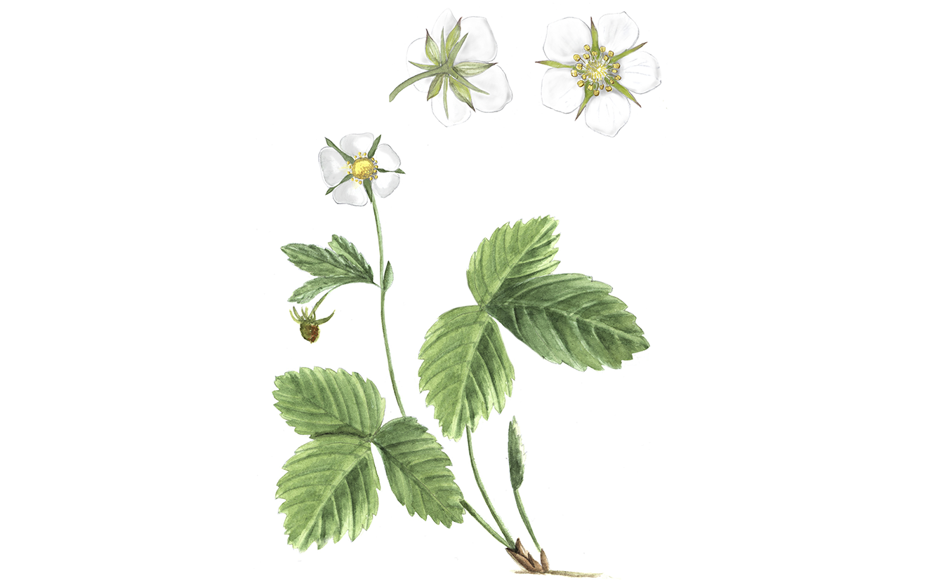 Miniguide famille de plantes, illustrations Maeva Arnold,