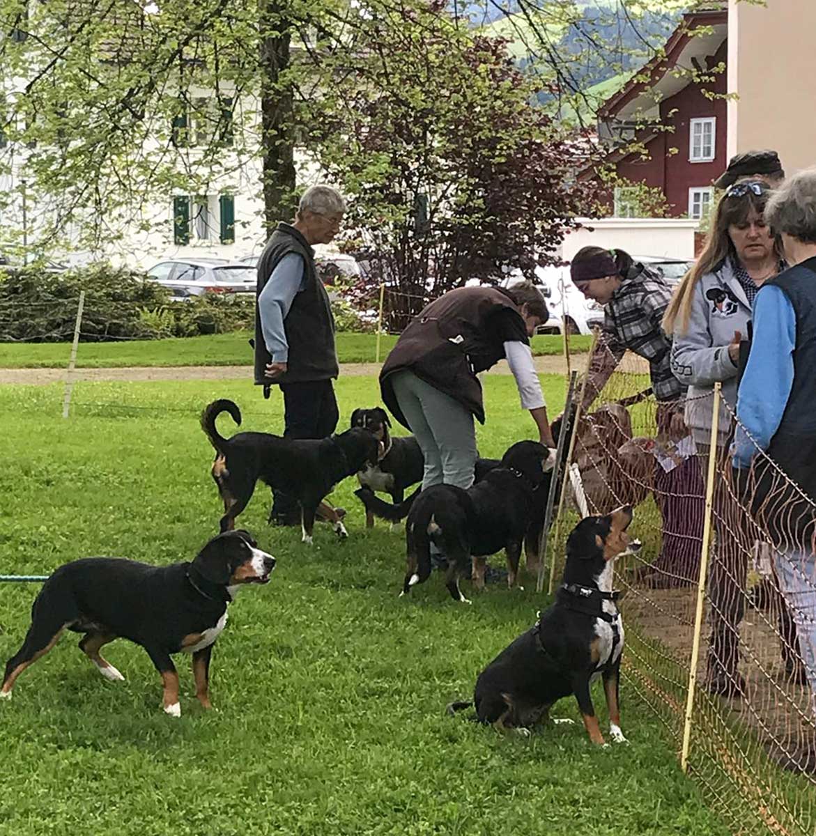 Die Besuchenden interessierten sich für die Hunde – und umgekehrt.