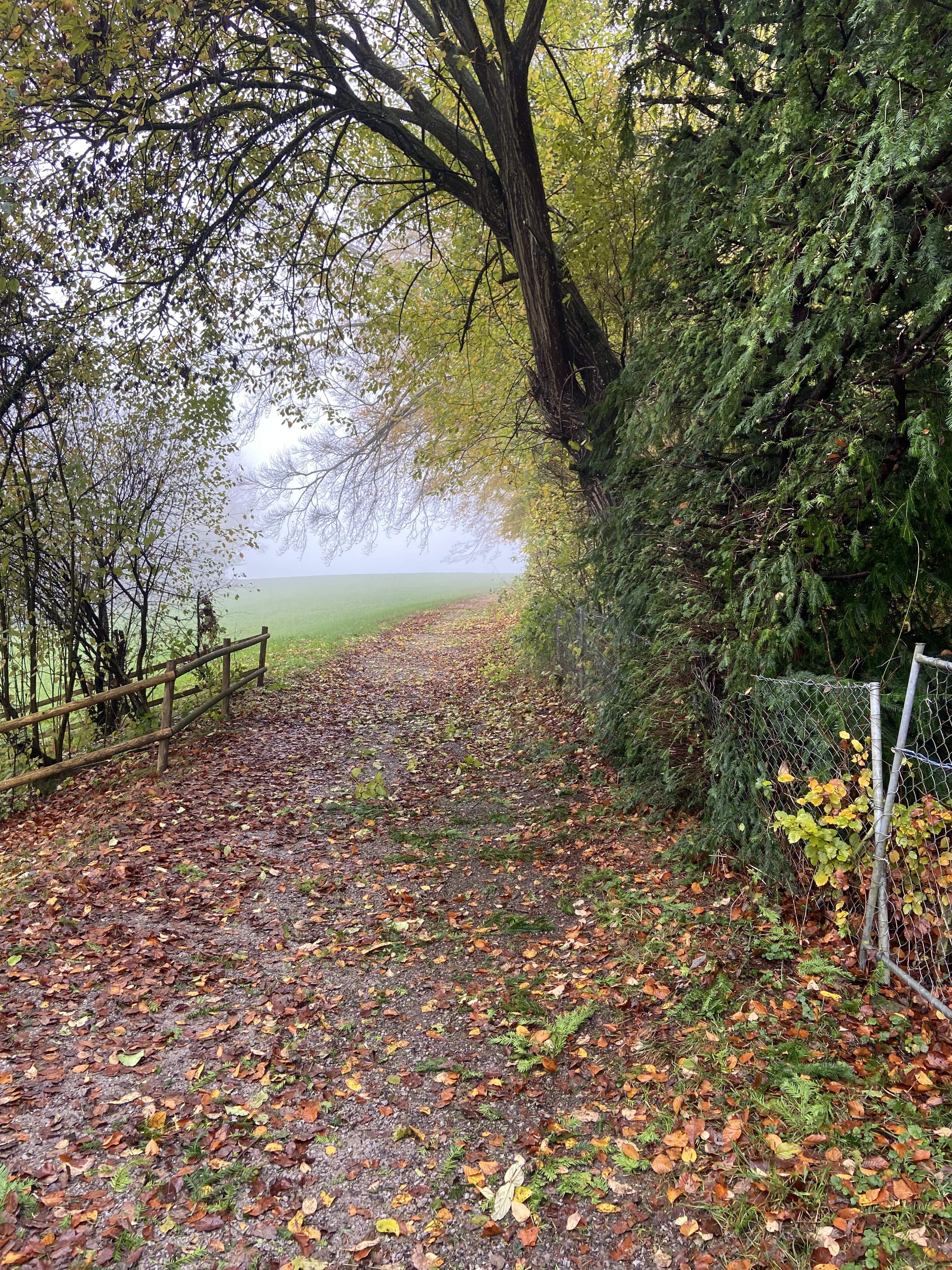 Hecke schneiden