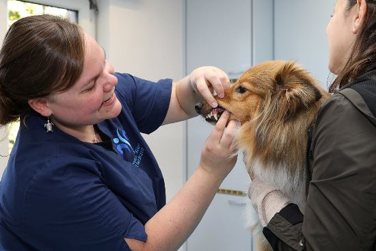 Gebisskontrolle beim Hund: Gesunde Zähne sind für das Wohlbefinden des Hundes sehr wichtig