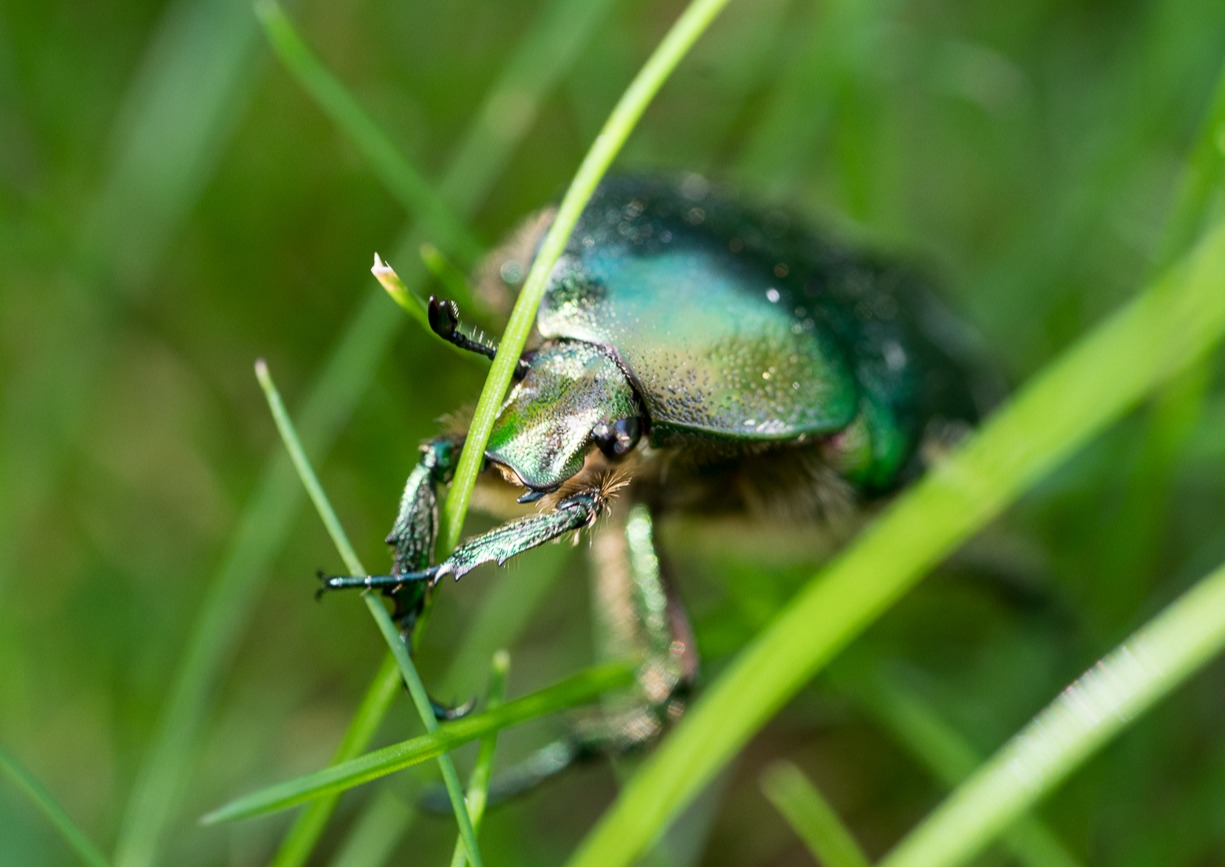 Rosenkäfer