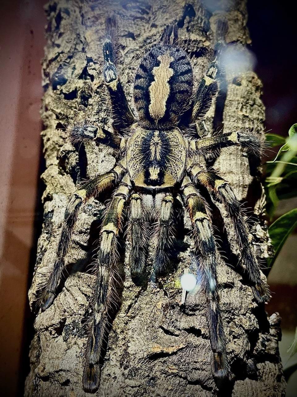 "Melisandre" Sri Lanka