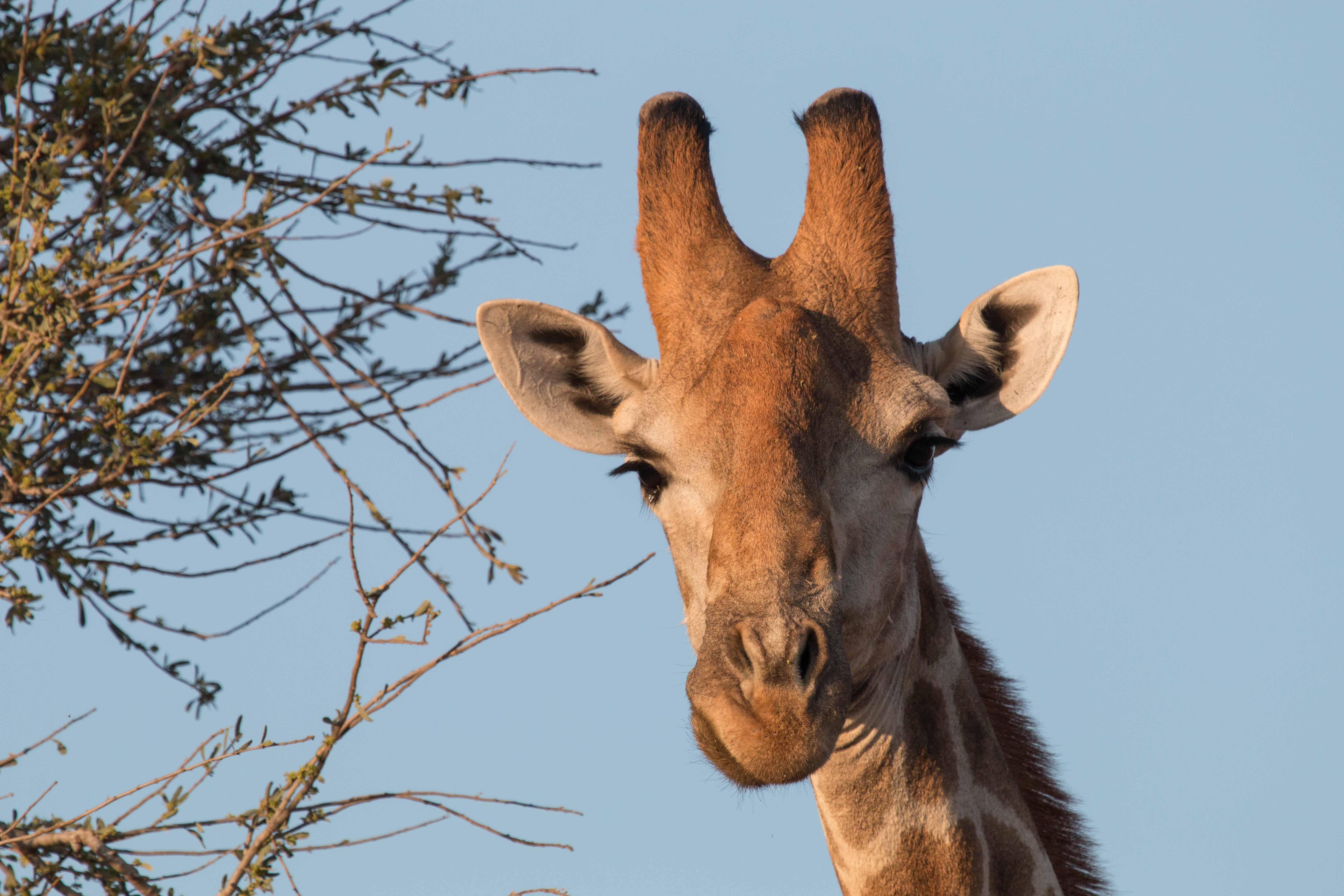Sambia Reise 2023, Giraffe