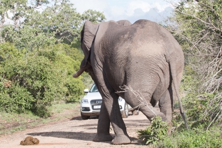 Elefant KNPjpg