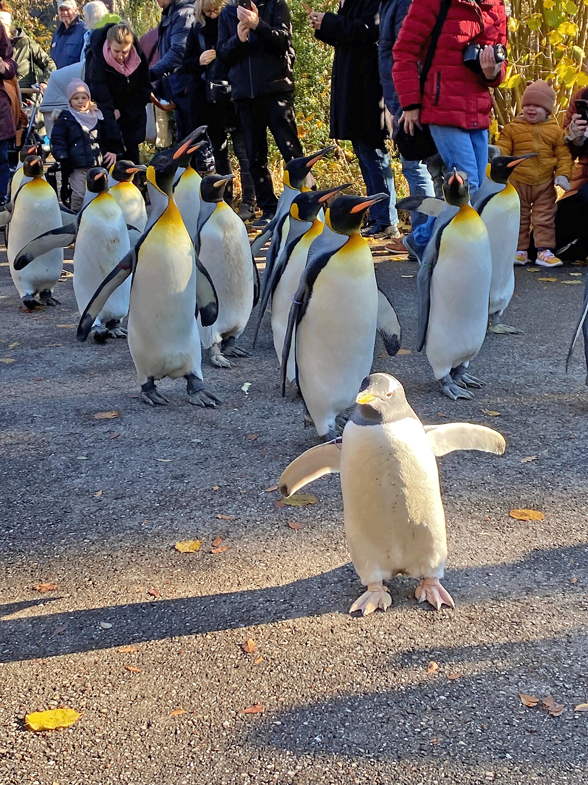Passende Temperaturen für den Pinguin- spaziergang