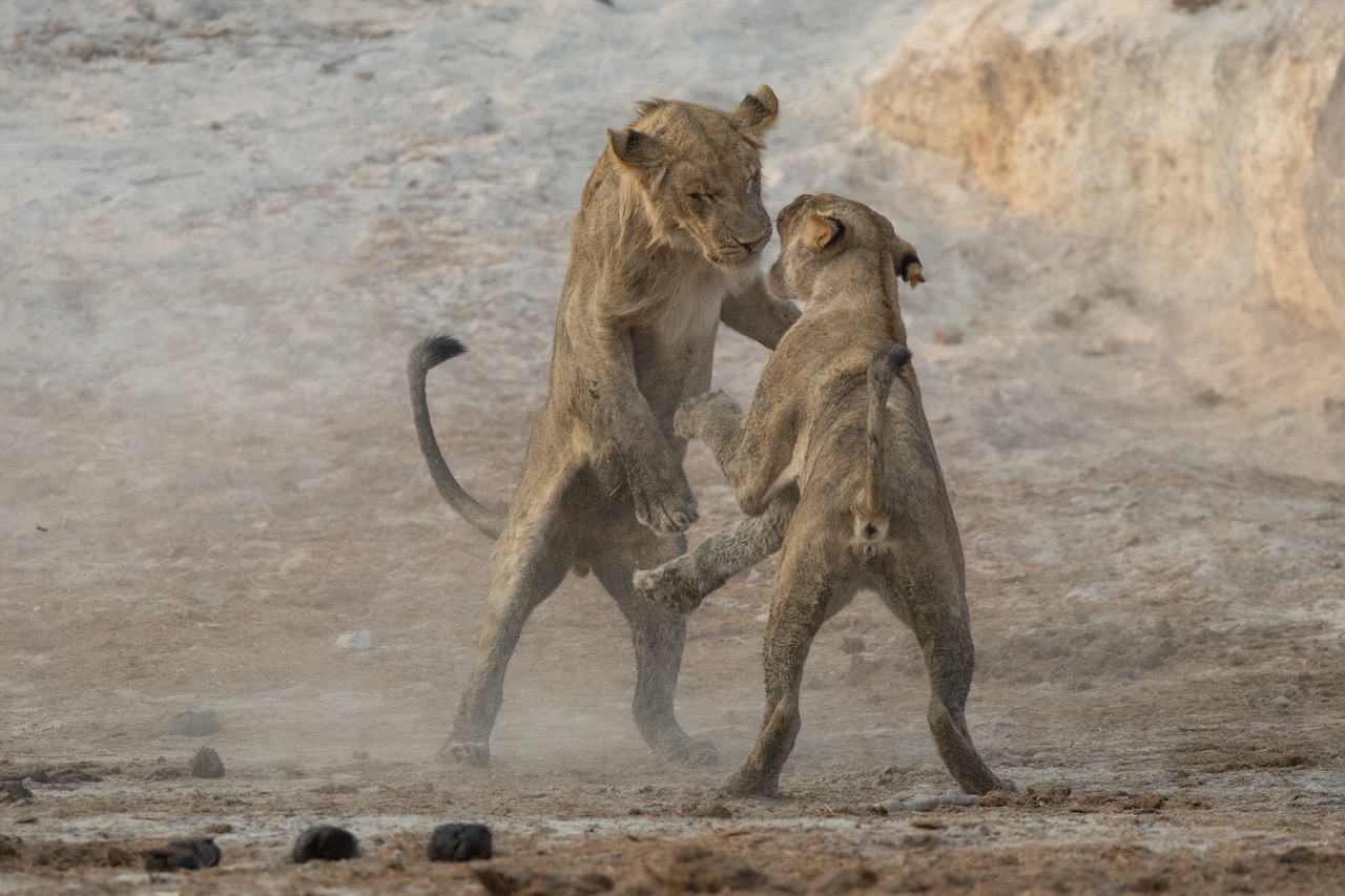 Fotosafari Botswana 2024, Löwen