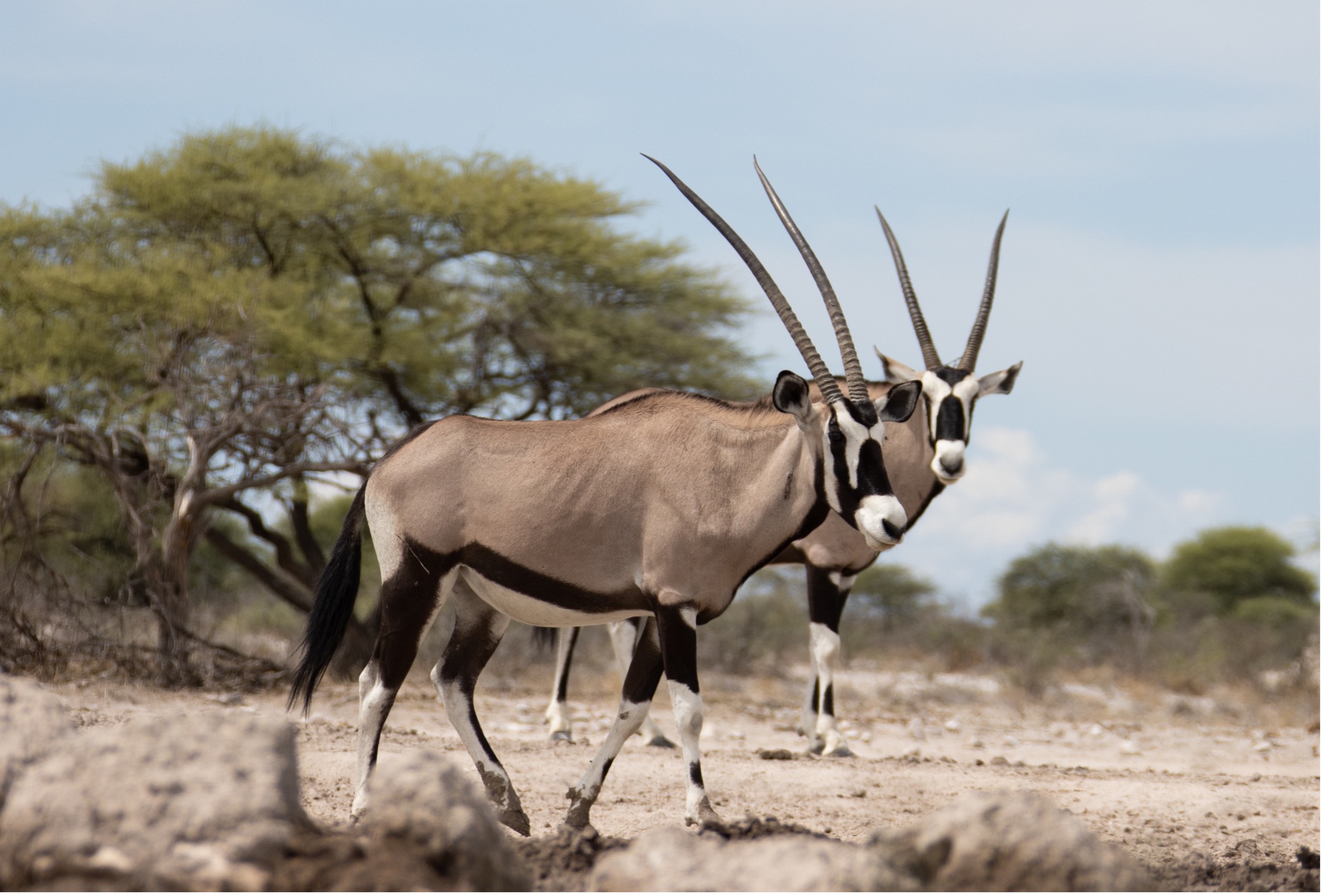 Onguma Game Reserve, Namibia