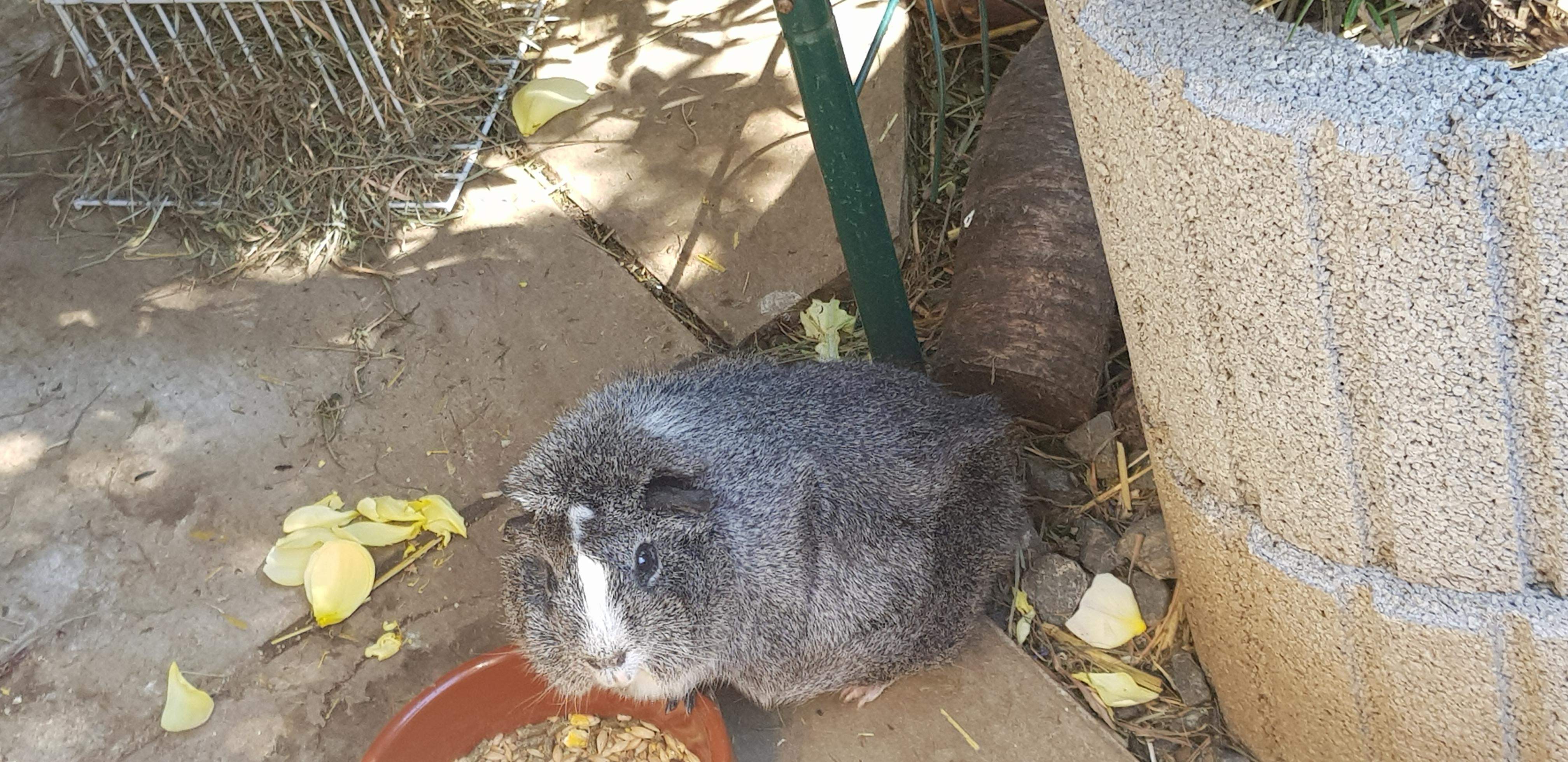 Wildkruterliste Meerschweinchenwiese