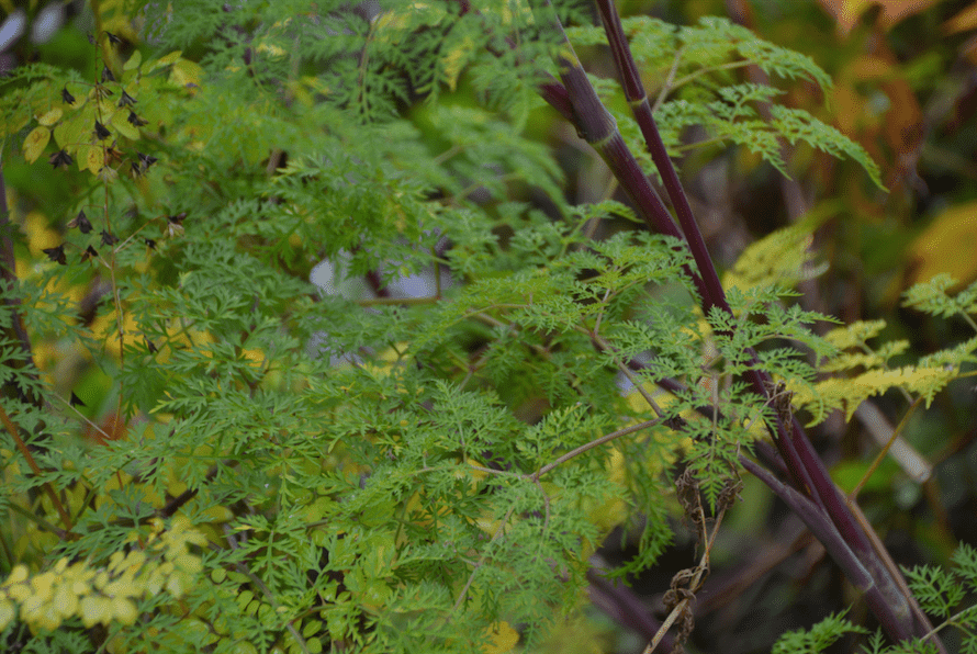 Cortia wallichiana (Selinum wallichiana)
