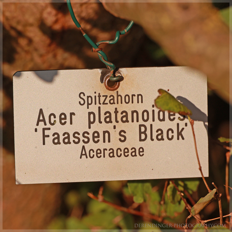 Acer platanoides Faassen Blackjpg