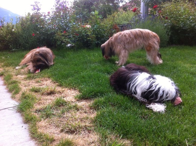 Die Hunde im Garten