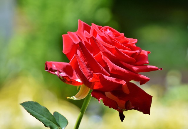 Rote Rose Reiki
