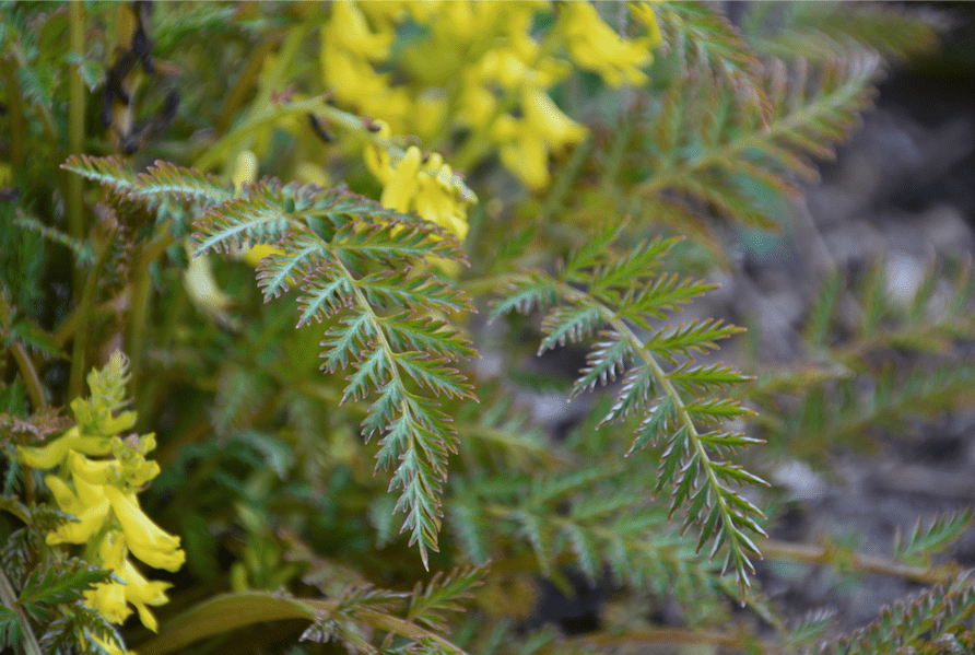 Corydalis cheilanthifolia  (Cheilanthes cheilanthifolia)