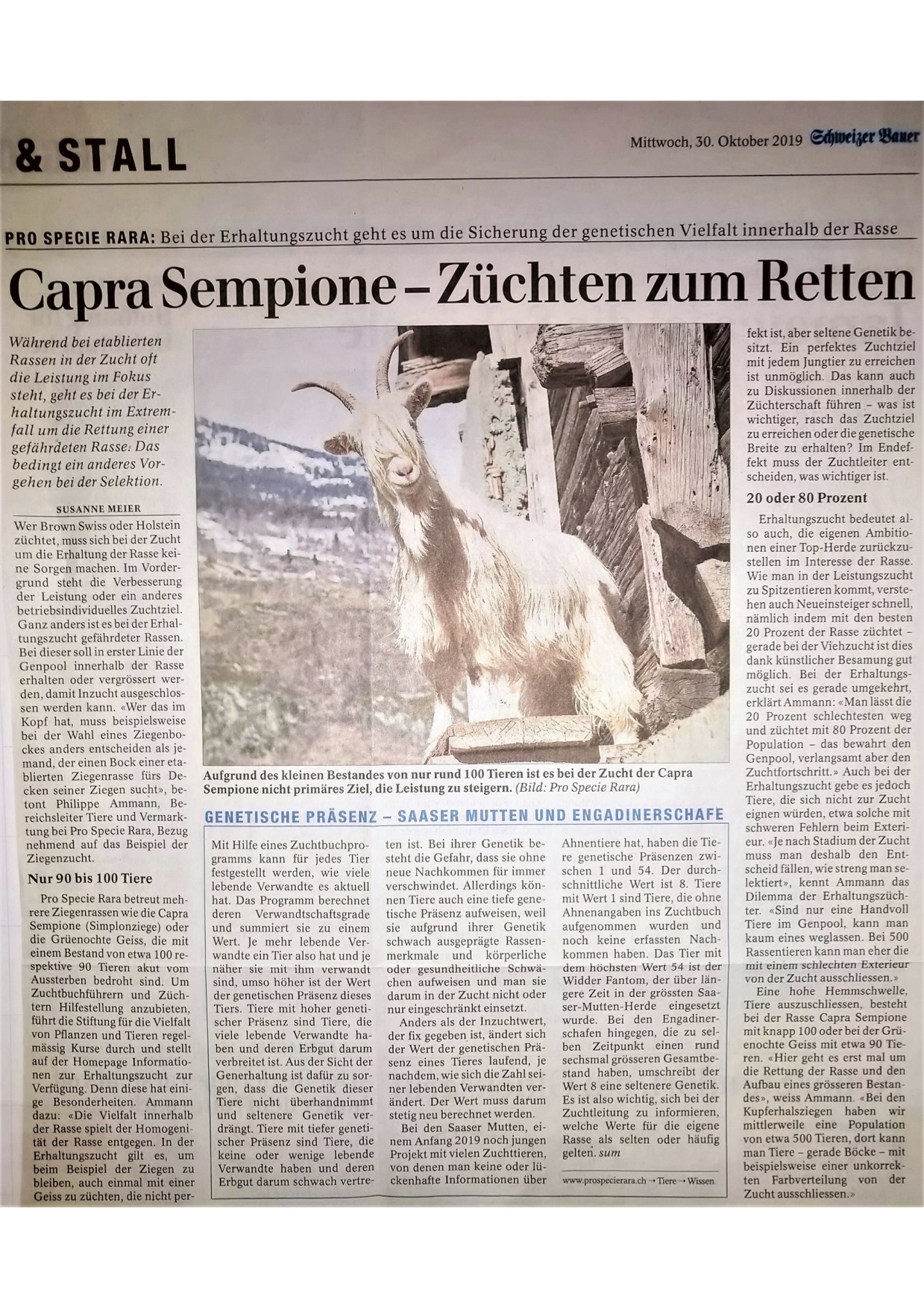 Capra Sempione - Zchten zum Retten _30102019jpg
