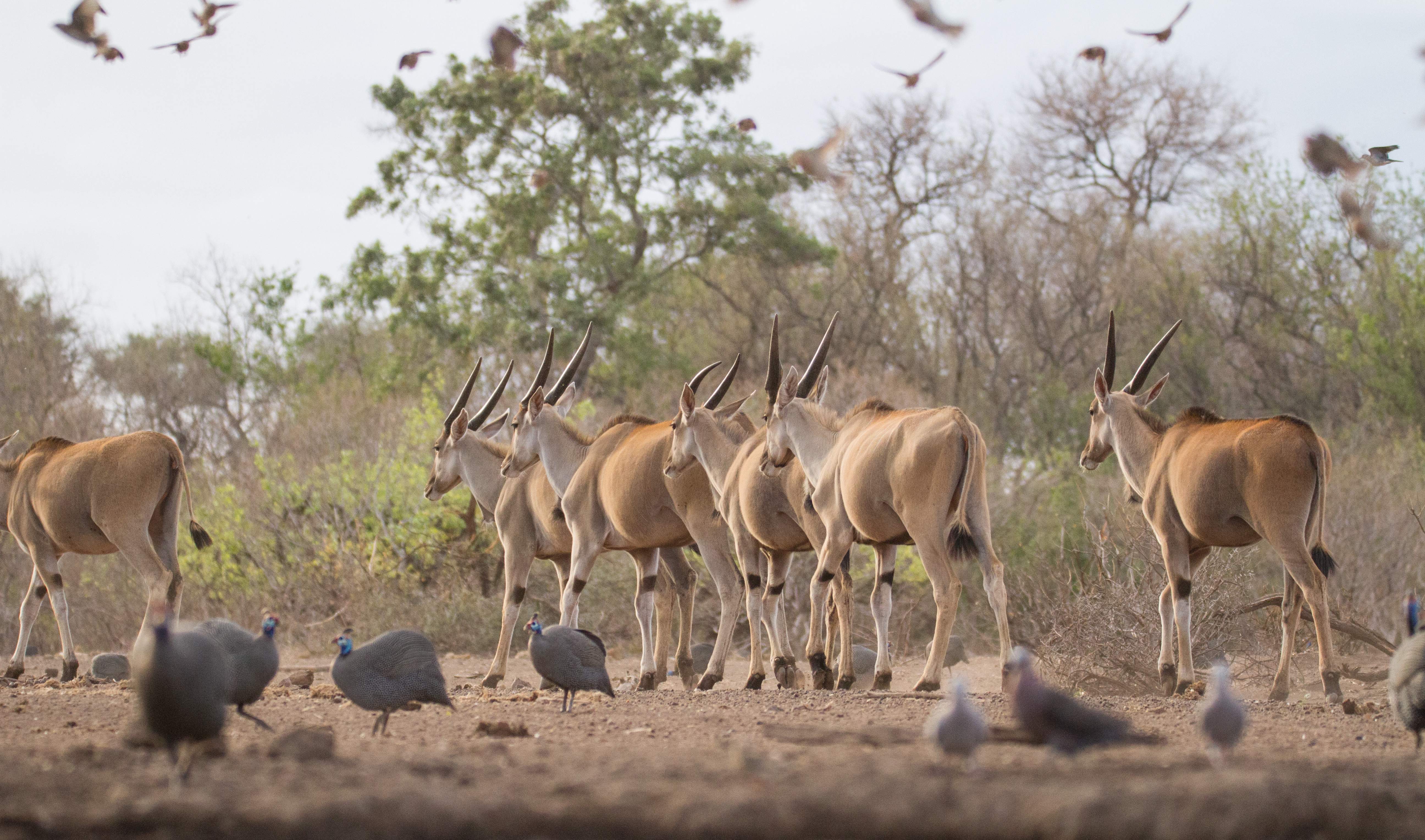 Mashatu Private Game Reserve, Botswana