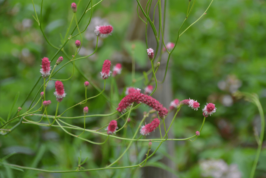 Sanguisorba tenuifolia 'Pink Elephant'