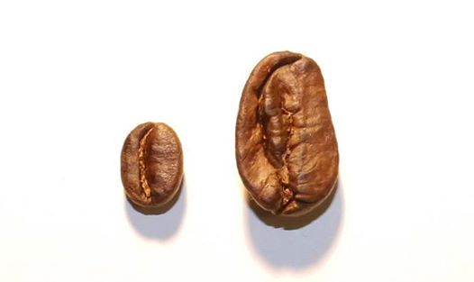 Maragogype "Elephant Beans" Nicaragua, Single Origin Coffee, 500 Gramm Bohnen