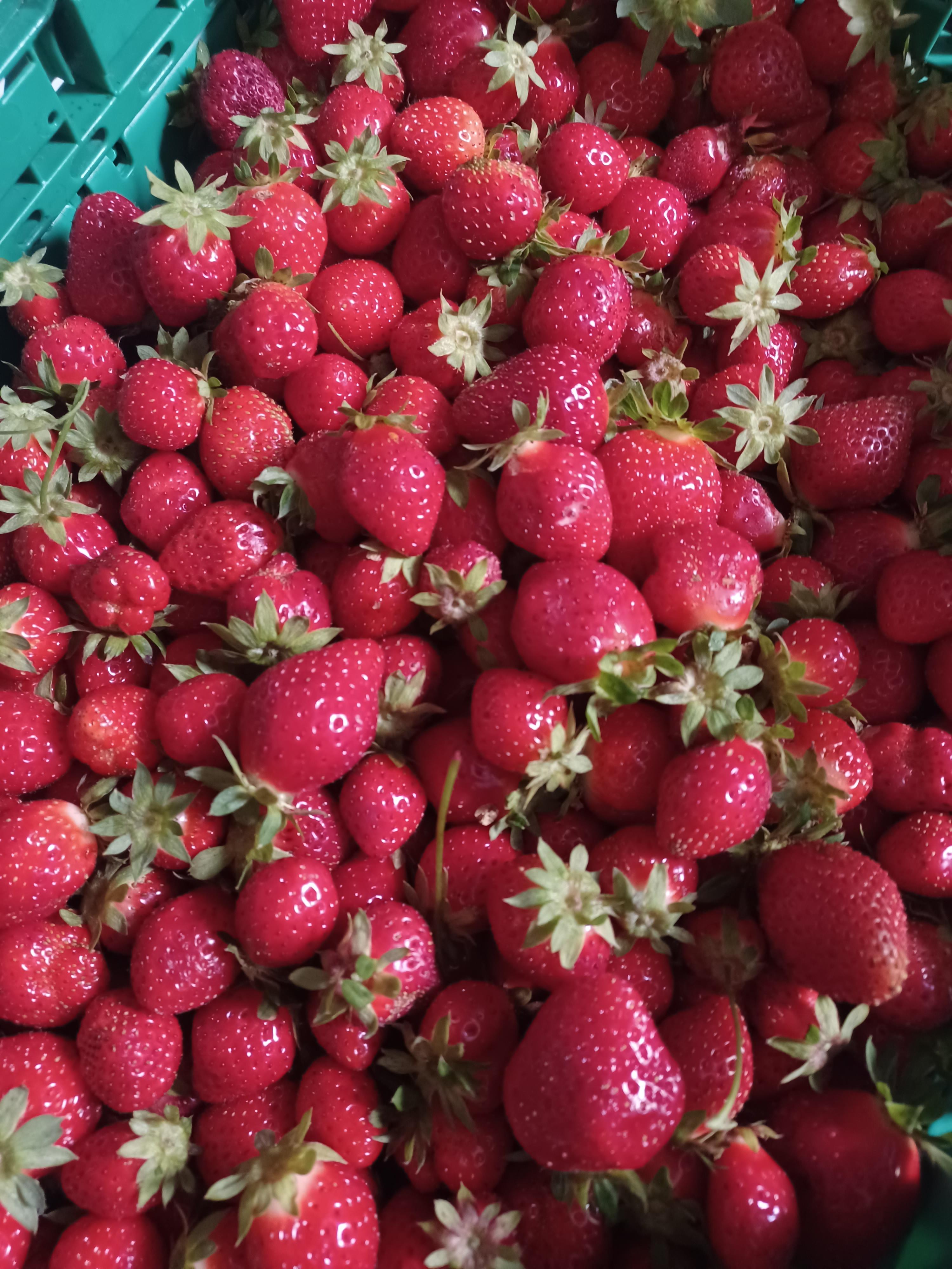 Konfi Beeren / Beeren 2. Wahl