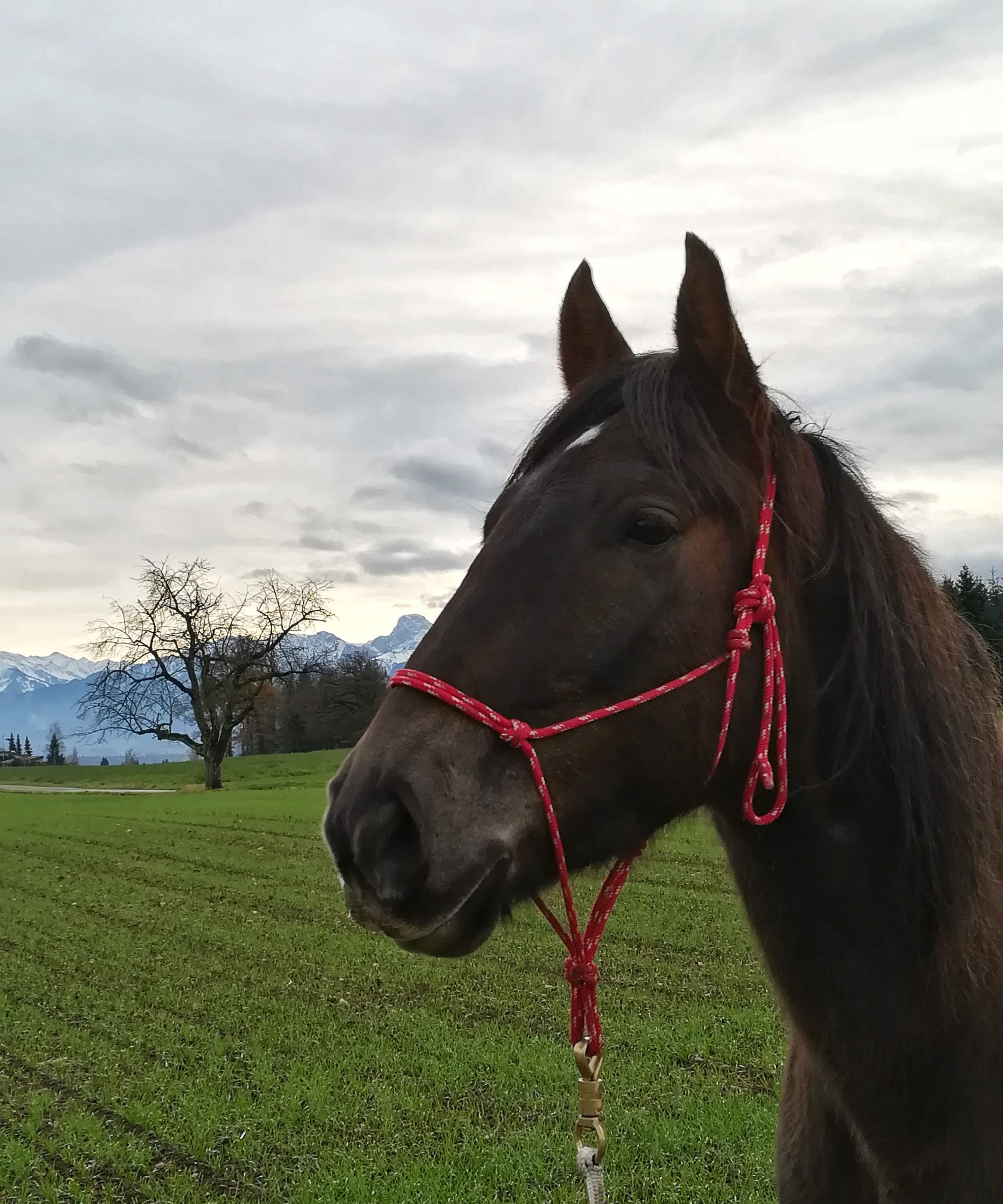 Über Kola-Horse: Von Wölfen und Mustangs