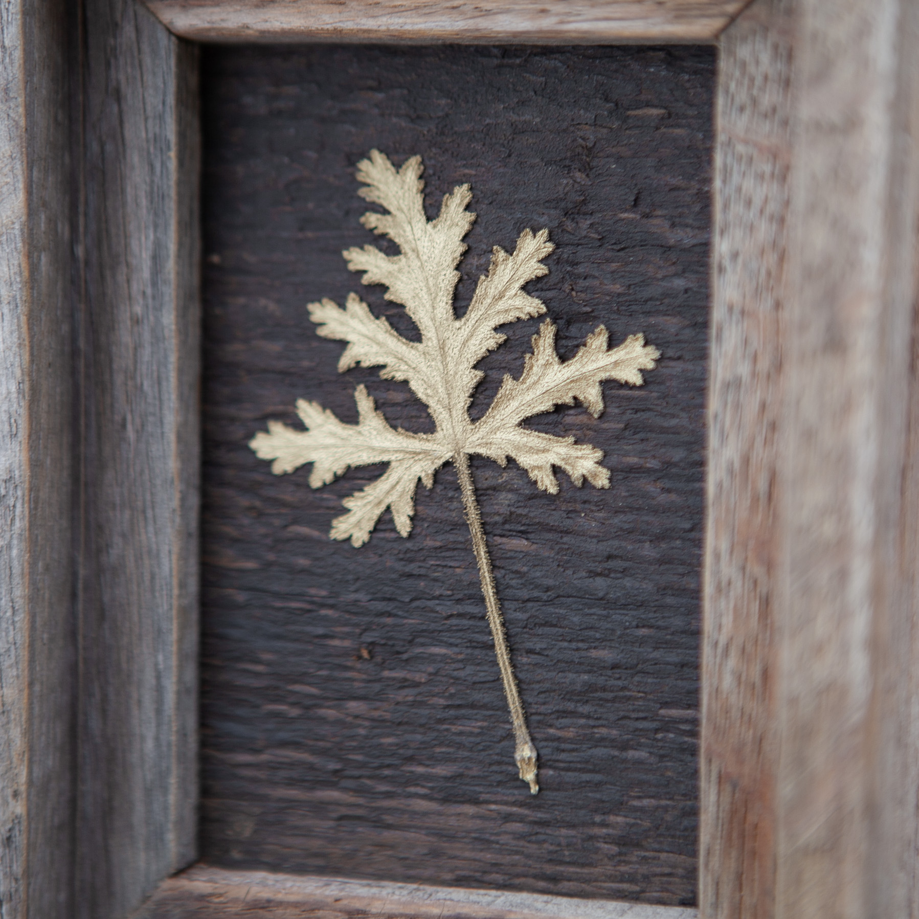 Goldpelargonie