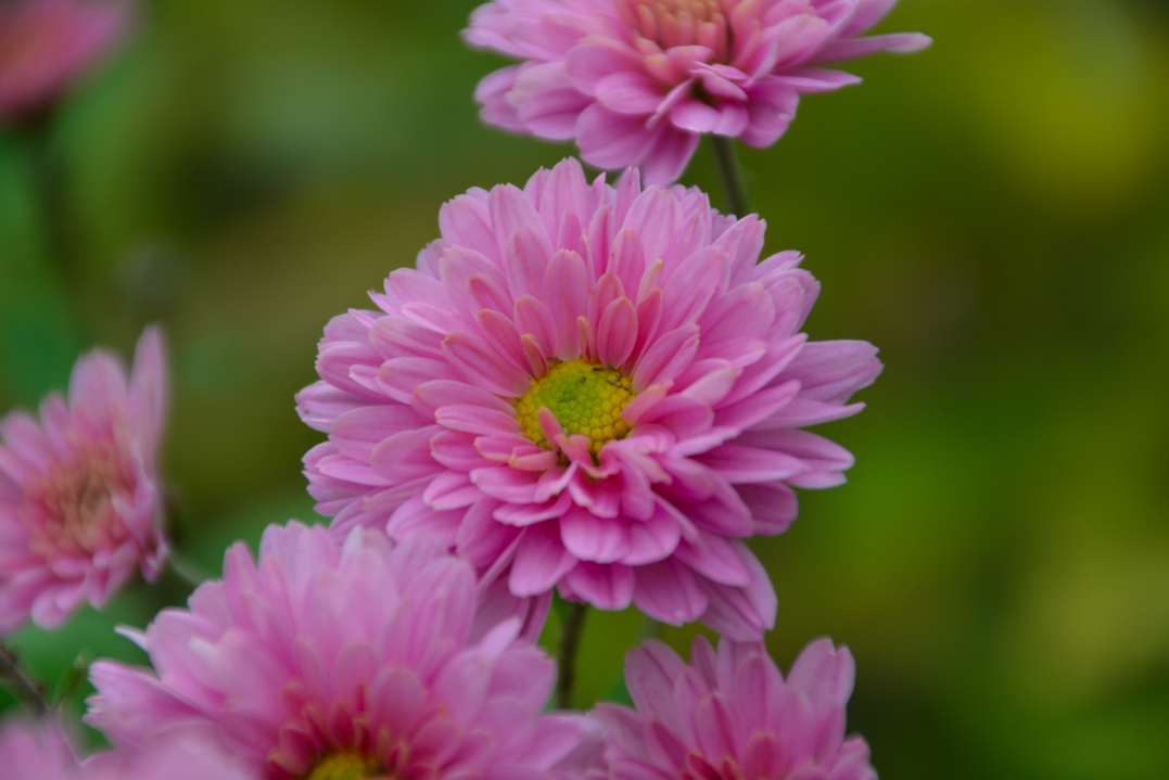 Chrysanthemum 	`Rosa von Schwanden`