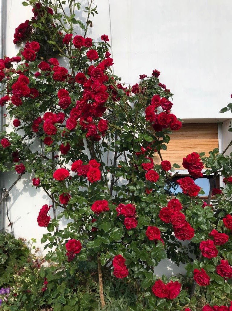 die Rosen am Haus gedeihen prächtig