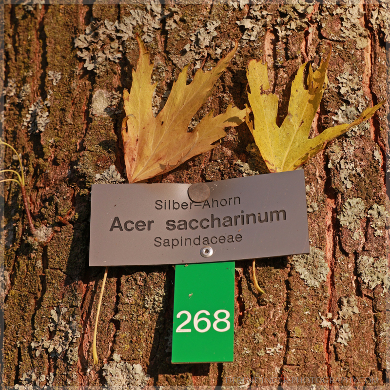 Acer saccharinumjpg