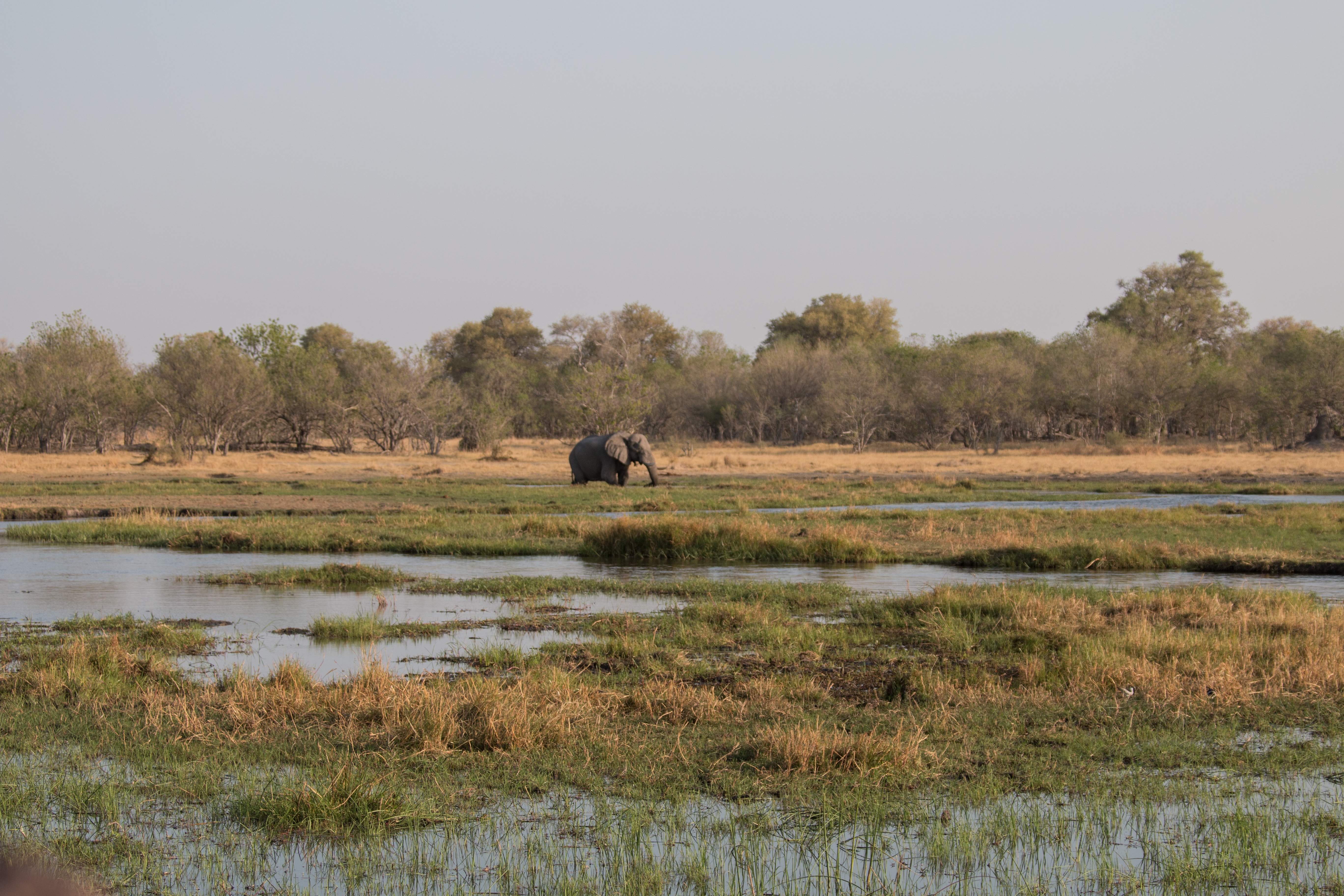 Khwai Concession, Okavango Delta, Botswana
