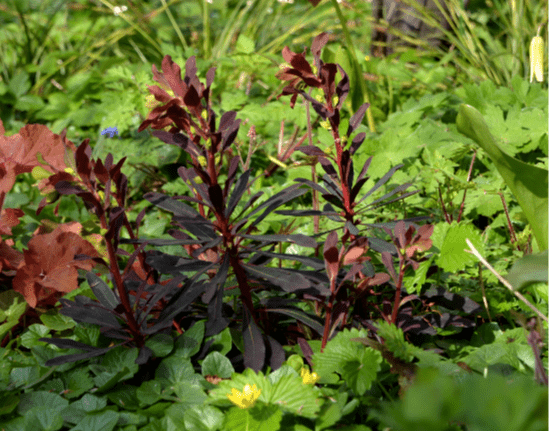 Euphorbia amygdaloides `Purpurea`