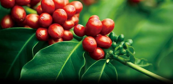 Perlbohnen Kaffee, 100% Vietnam Single Origin, 100 Gramm