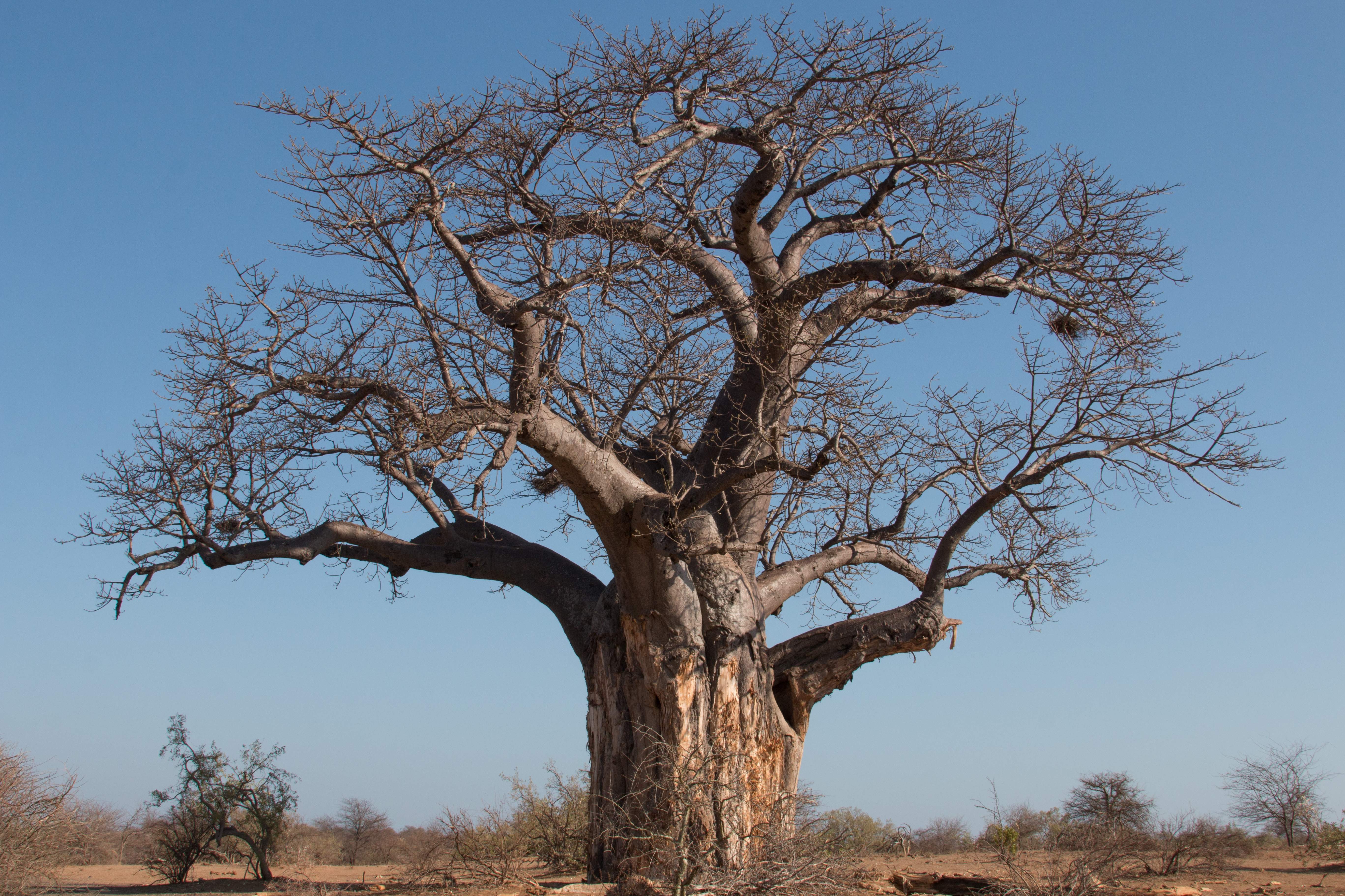 Baobab, Pafuri