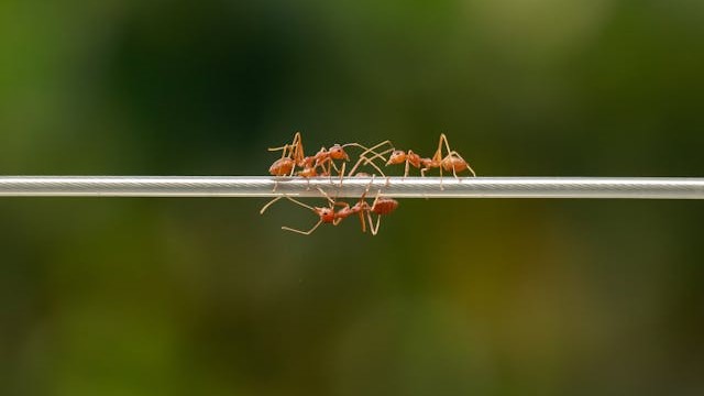 Ameisen auf Stange symbolisiert Qualitätsmanagement-Check von Unternehmensberatung Evolex