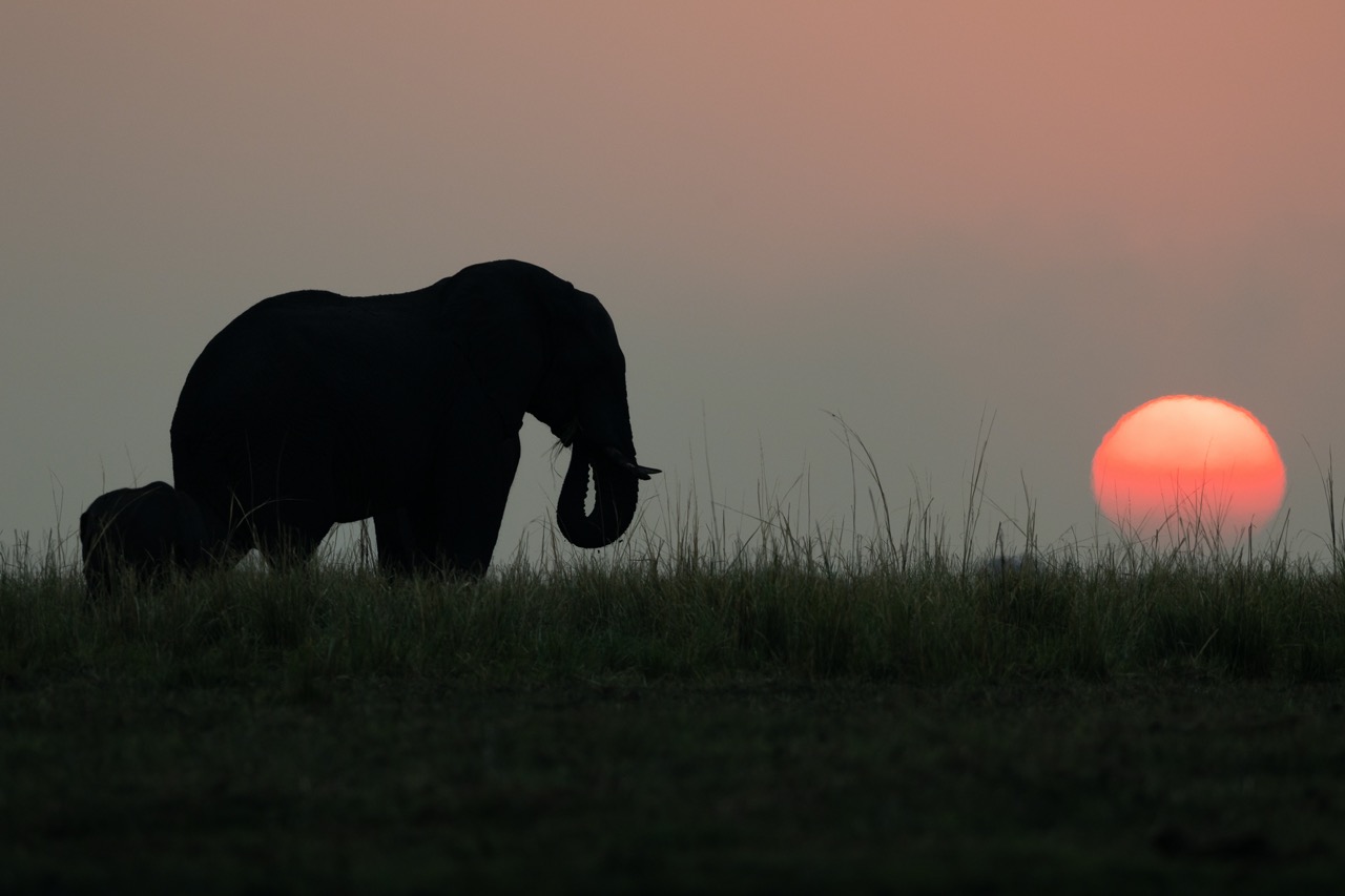 Elefant, Chobe River, Botswana