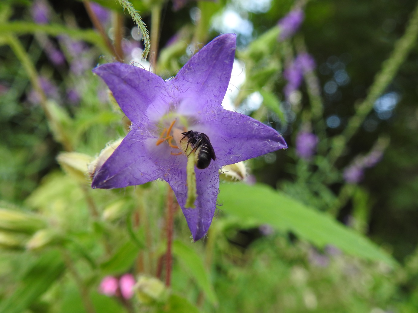 Wildbiene auf Nesselblättriger Glockenblume