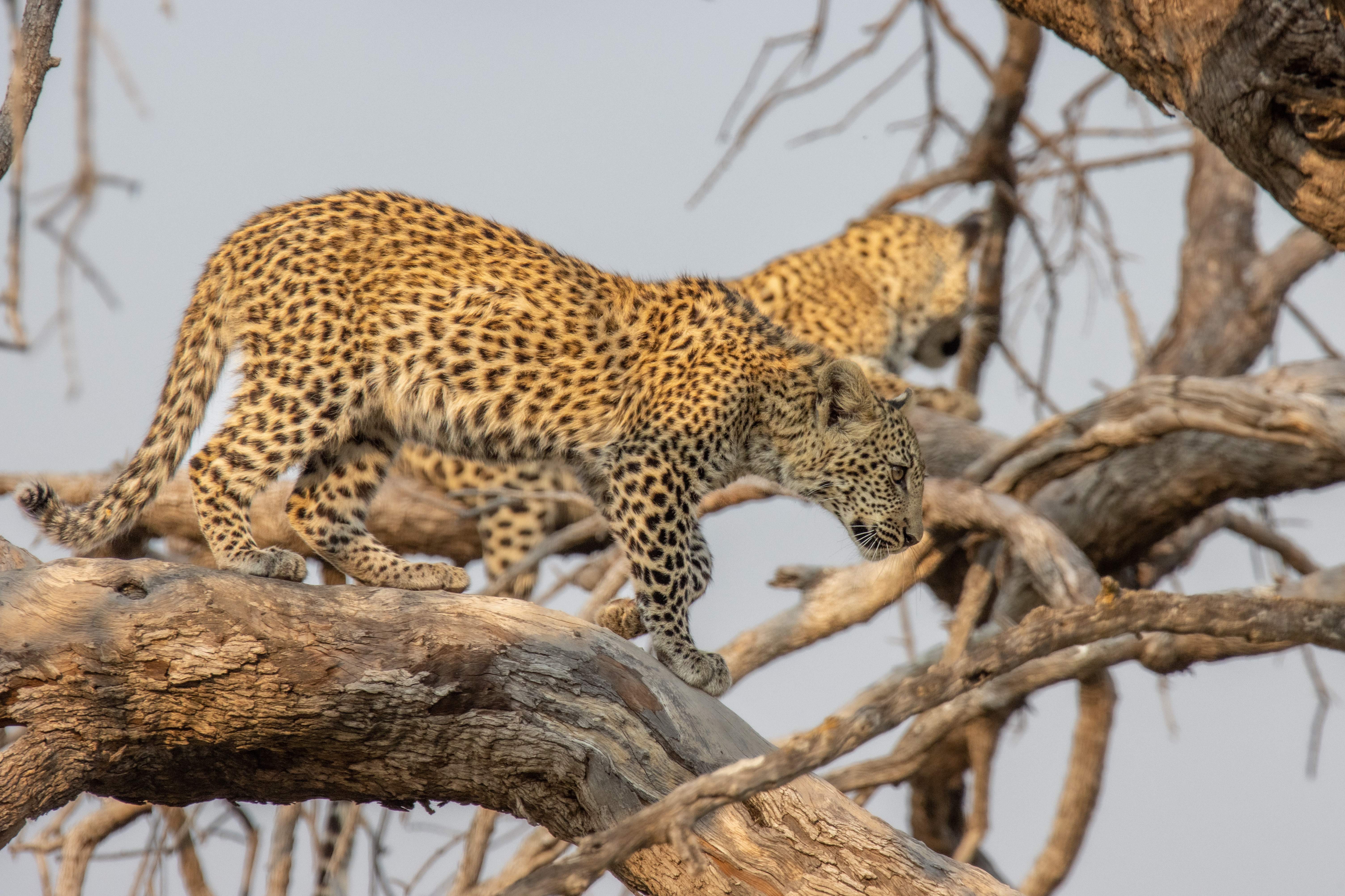 Photo Safari Botswana 2024, Leopard