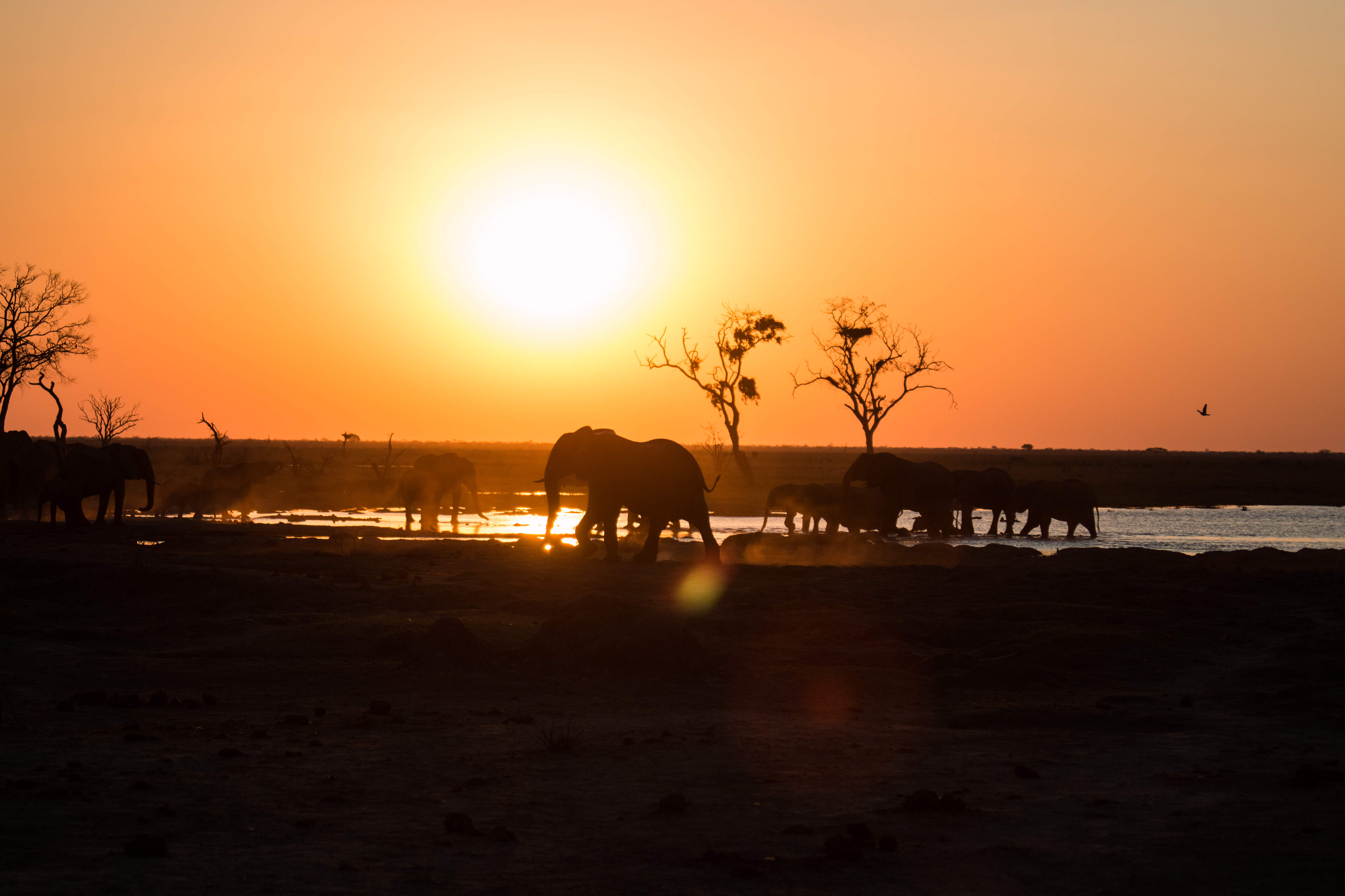 Botswana Reise 2022, Elefant