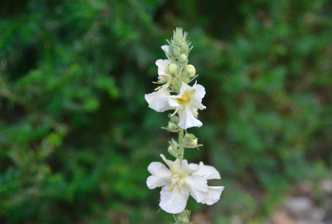 Verbascum 	phlomoides	`Spica`