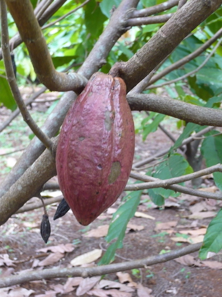 Vietnam Grand Cru Napolitains 50g mit 70% Kakaoanteil