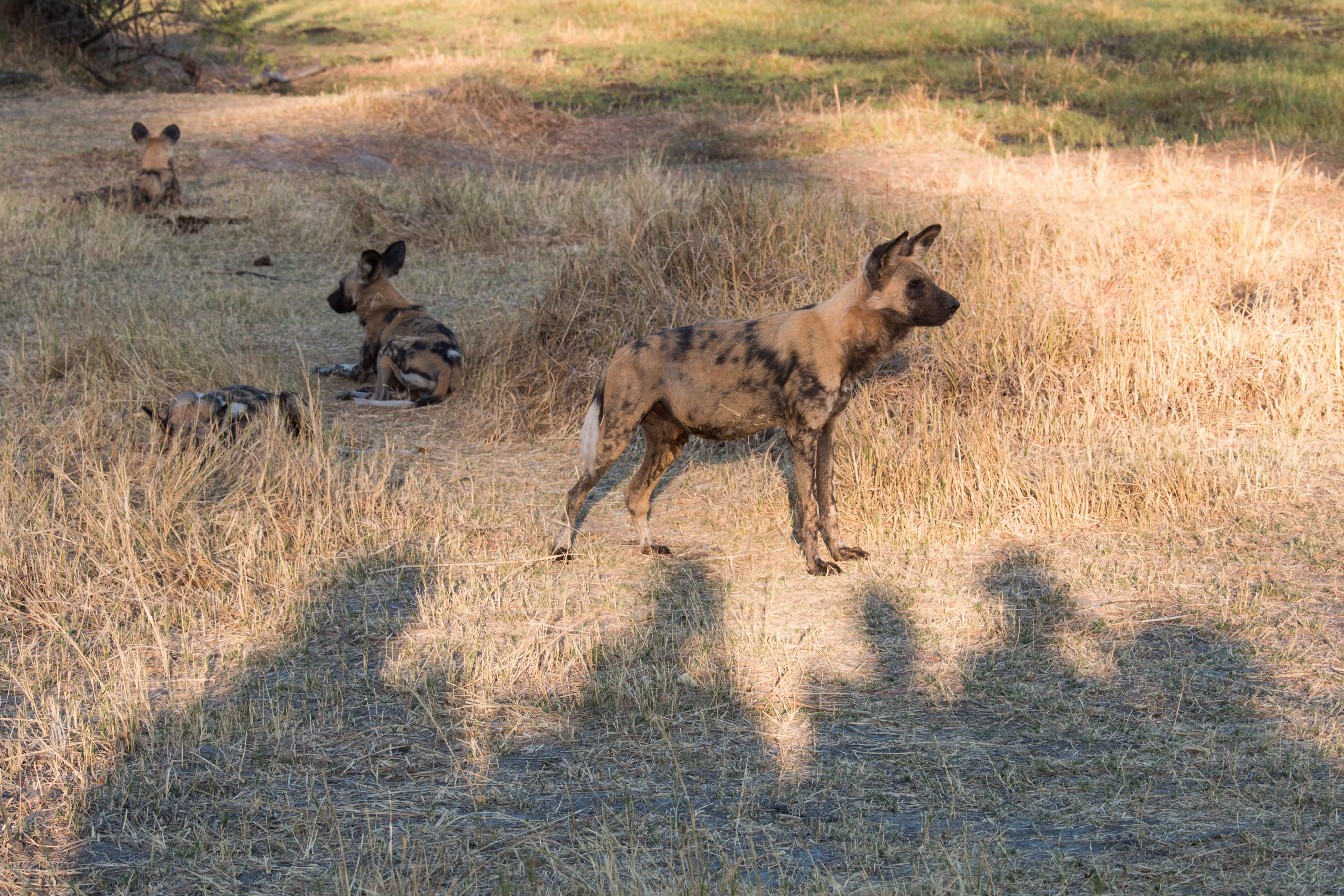 Botswana Reise 2021, Okavango Delta, Wild Dogs