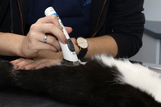 die Vorbereitung einer Operation beginnt mit der Schur des Katzenfells