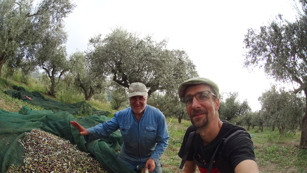 Am Ende werden die Oliven in den Netzen gesammelt