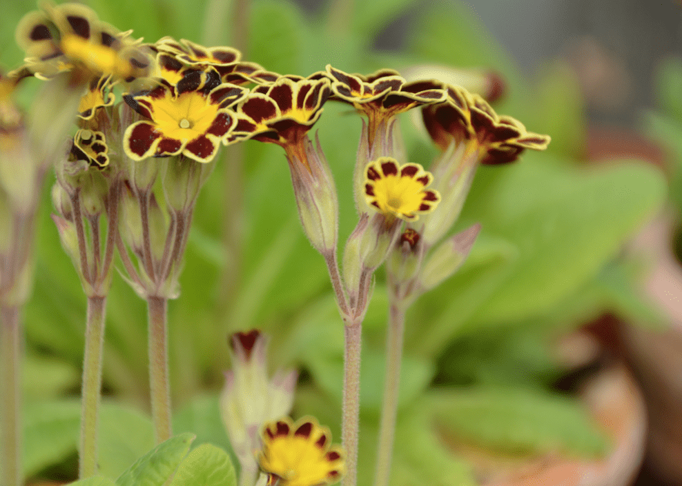 Primula Elatior-Hybride 'Gold Lace'