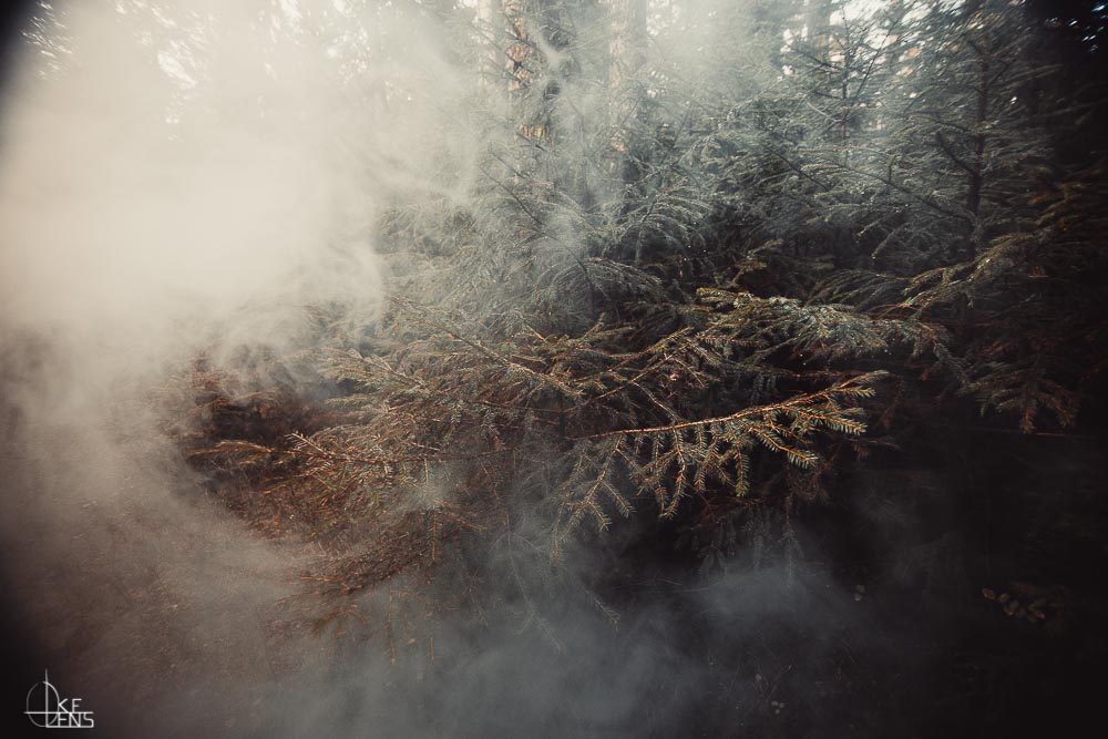 Foggy Forest III