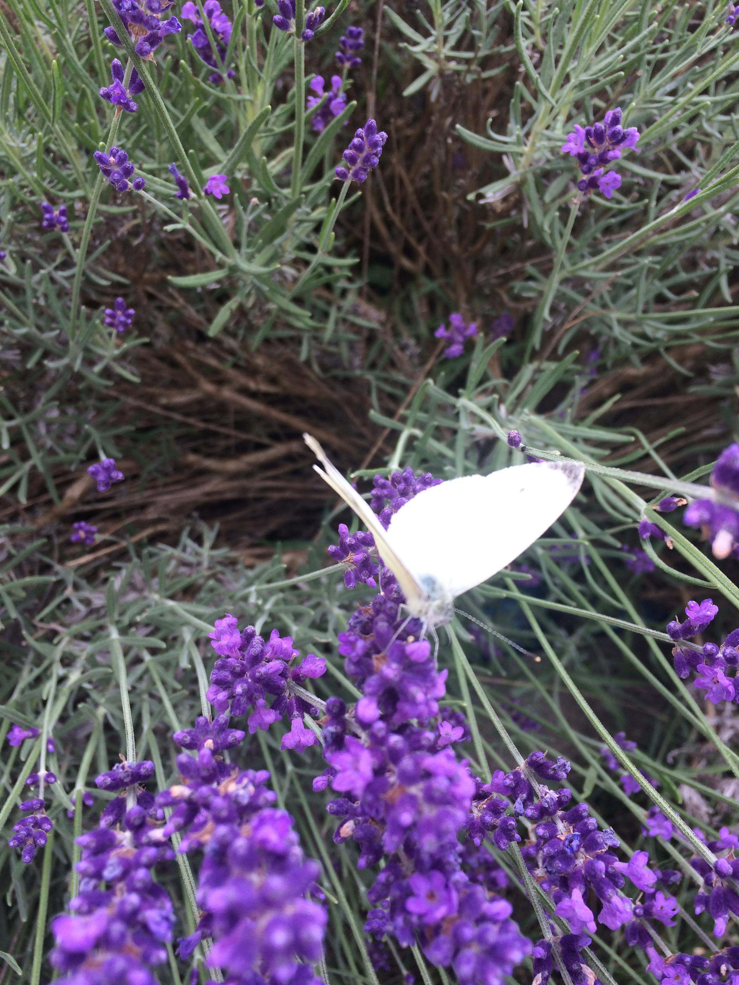 Lavendel - die Heilpflanze 2020