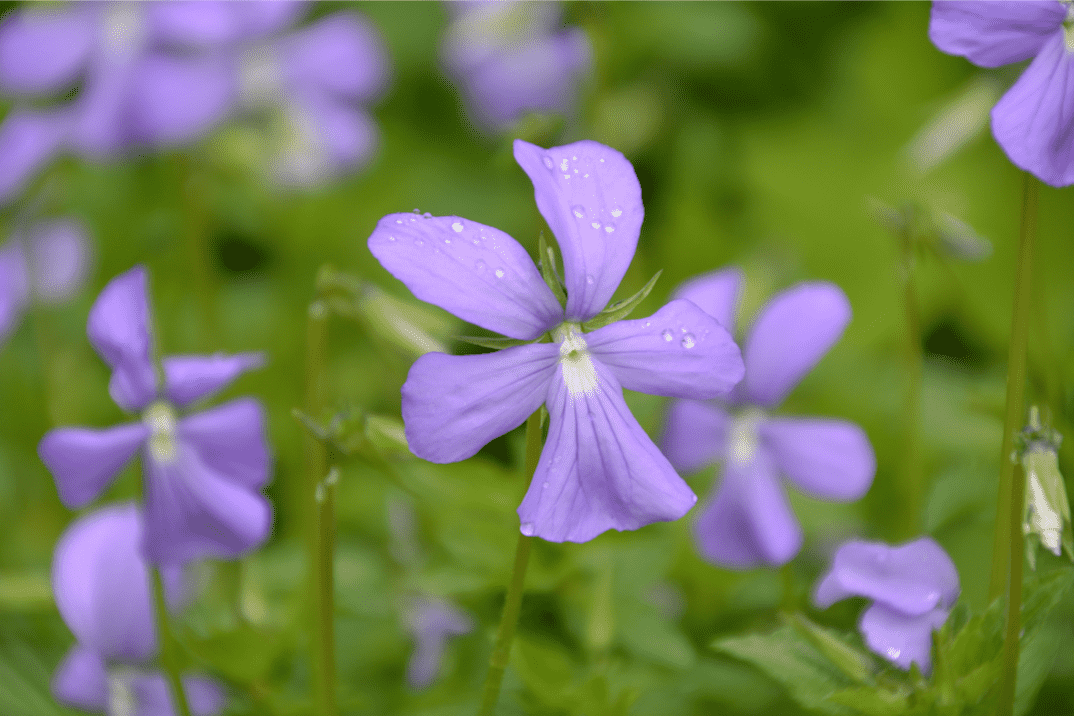 Viola cornuta `Minor`