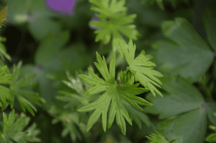 Geranium Sanguineum-Hybride 'Tiny Monster
