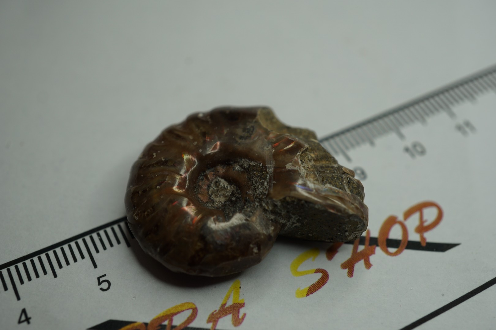 Ammonit Skull