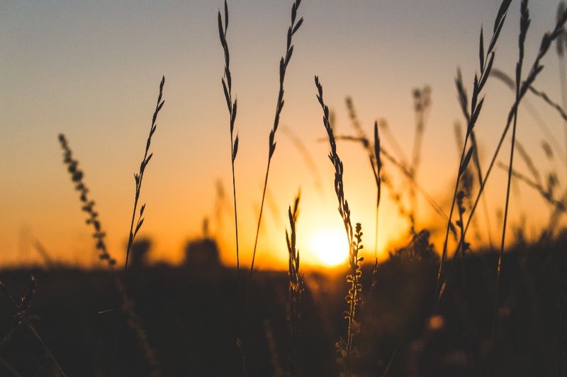 Tall grasses in the foreground during sunset